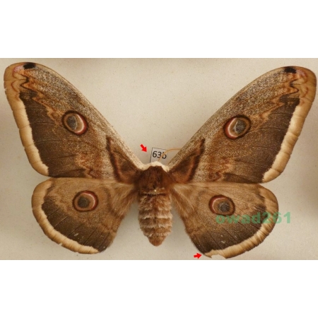 Saturnia pyri (Denis & Schiffermüller, 1775) female Pawica gruszówka Czech 113mm63b